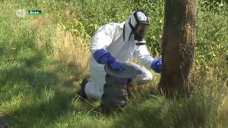 Natuurlijke vijand moet processierups opeten