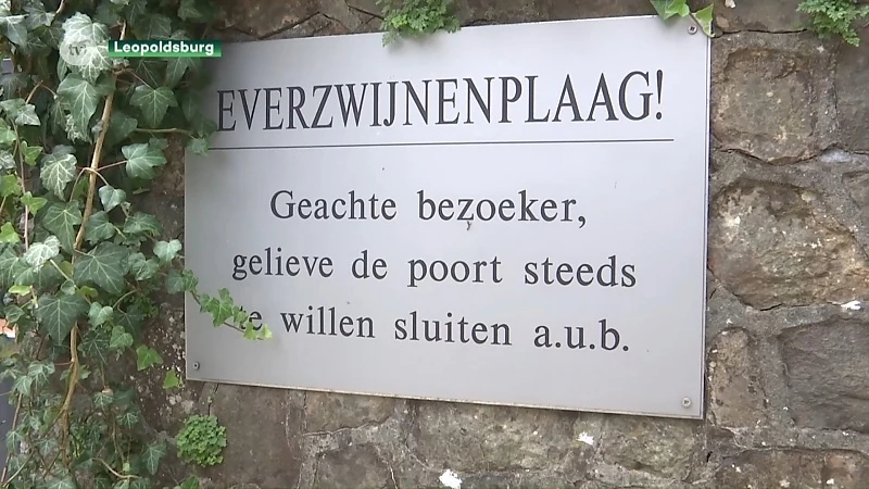 Leopoldsburg opent jacht op everzwijnen in militaire parken