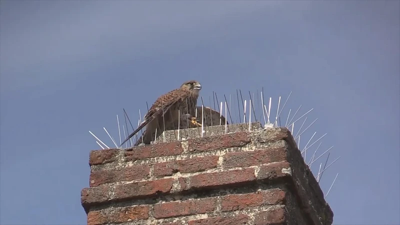 Natuurhulpcentrum redt torenvalk in Tongeren