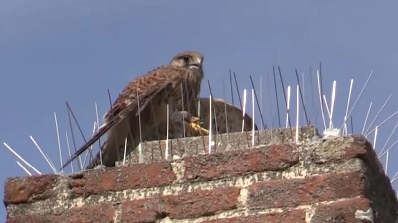 Natuurhulpcentrum redt torenvalk uit anti-duivenpinnen