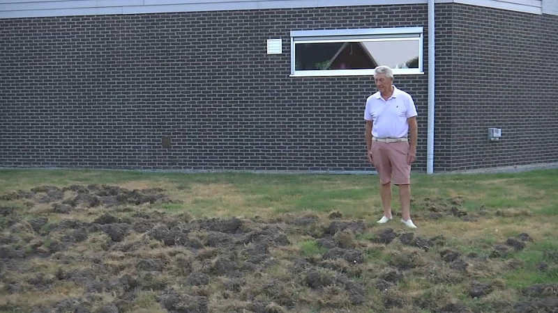 Everzwijnen vernielen voor de vierde keer in drie weken dezelfde tuinen in Hasselt