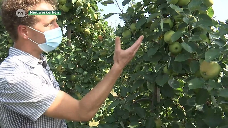Globachem pakt uit met nieuw middel tegen zonnebrandschade bij fruit