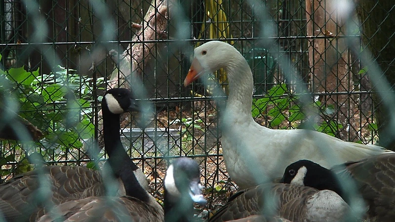 Natuurhulpcentrum dringt vogelsterfte terug door snelle opruiming kadavers