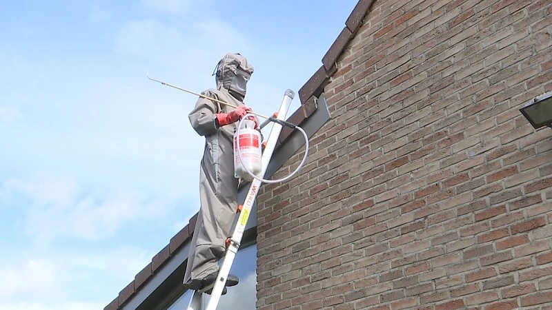 Limburgse brandweerkorpsen overstelpt met klachten over wespen