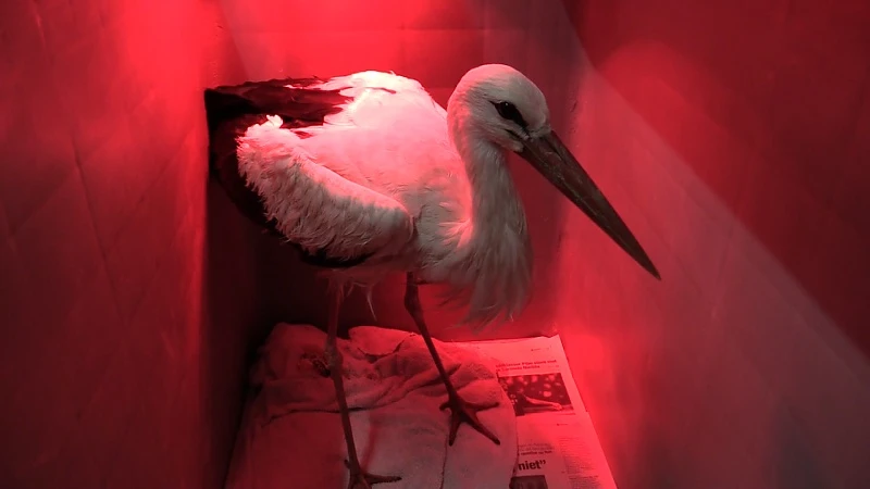 Natuurhulpcentrum vangt gewonde ooievaars op
