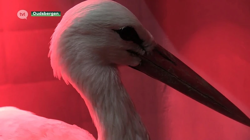 Natuurhulpcentrum redt twee gestrande ooievaars