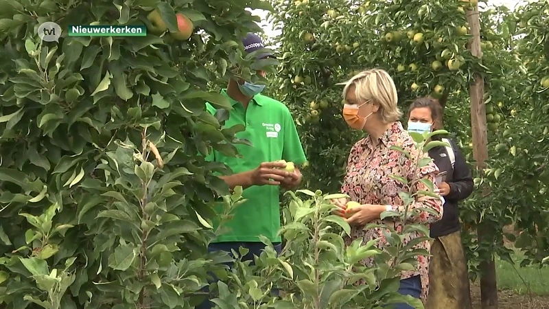 Minister Crevits: "Zonnebrand fruitteelt moeten we erkennen als ramp"