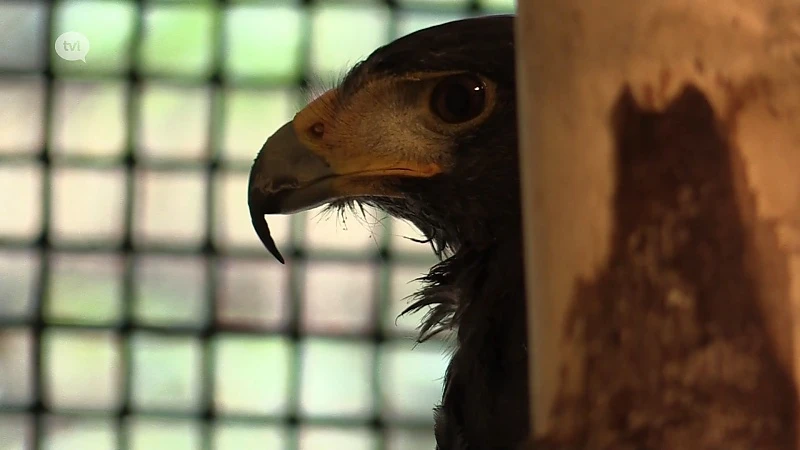 Natuurhulpcentrum vangt woestijnbuizerd die kinderen aanvalt op speelplaats Neeroeteren