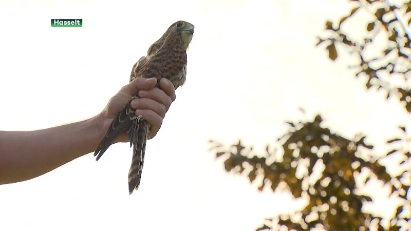 Natuurhulpcentrum laat onder massale belangstelling roofvogels vrij op Herkenrode
