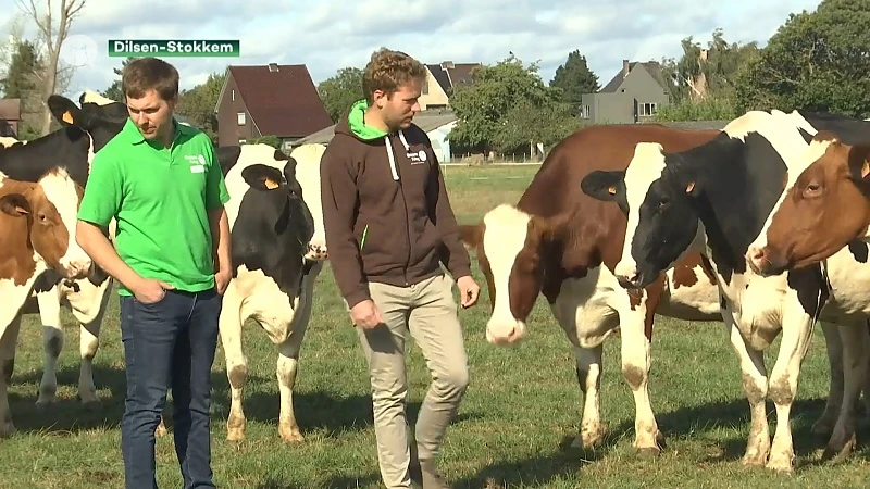 Melkveehouder Dilsen-Stokkem legt uit waarom hij wil uitbreiden