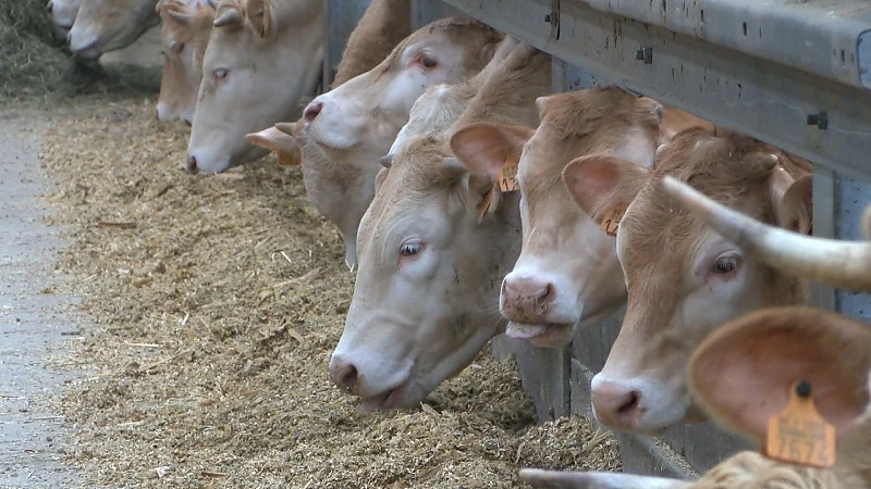 Aantal boeren in Limburg is de laatste 20 jaar gehalveerd. Hilde Vautmans wil sector steunen met boek.