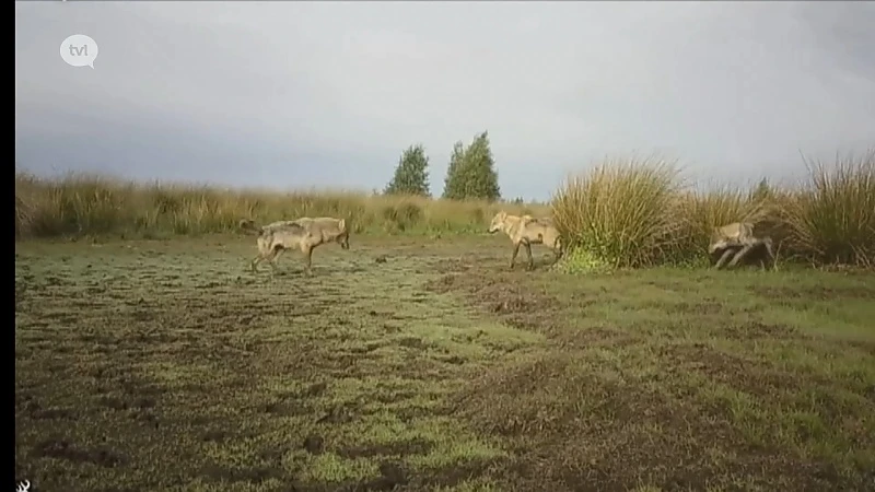 Heeft de wolf een toekomst in Limburg?