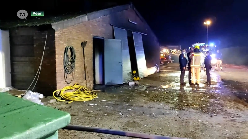 Duizenden kippen gestorven in stalbrand Peer