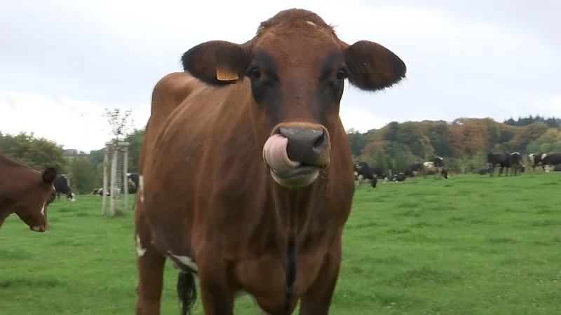 Steeds meer boeren combineren bosbouw en landbouw