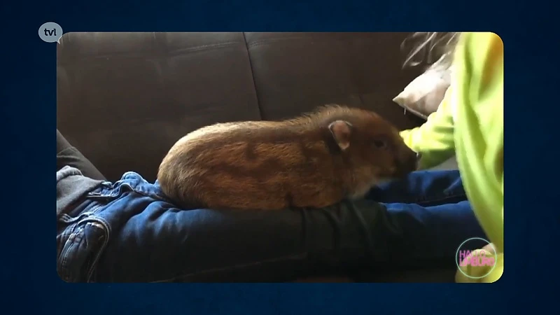 Microvarken Spekkie is het huisdier van Petra