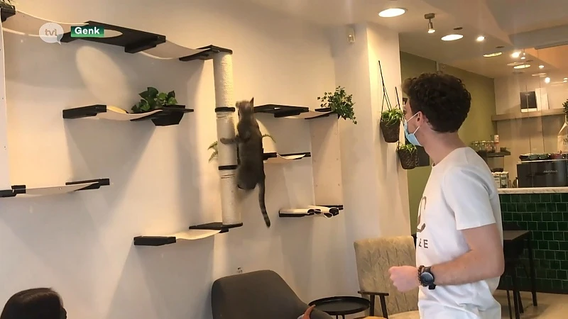 Genks kattencafé hapt naar adem door corona