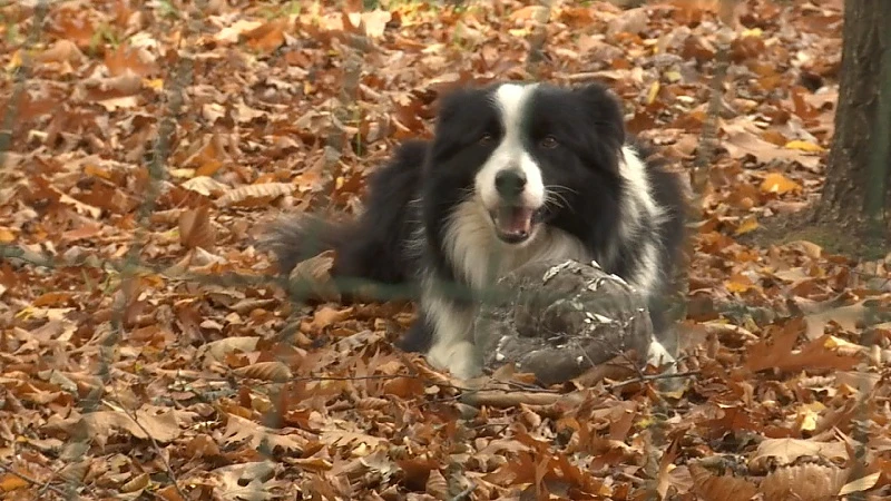 Wolf doodt hond in Houthalen-Oost