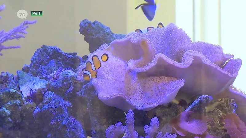 Het Blijft in de Familie: Aqualife uit Pelt bouwt luxe aquariums