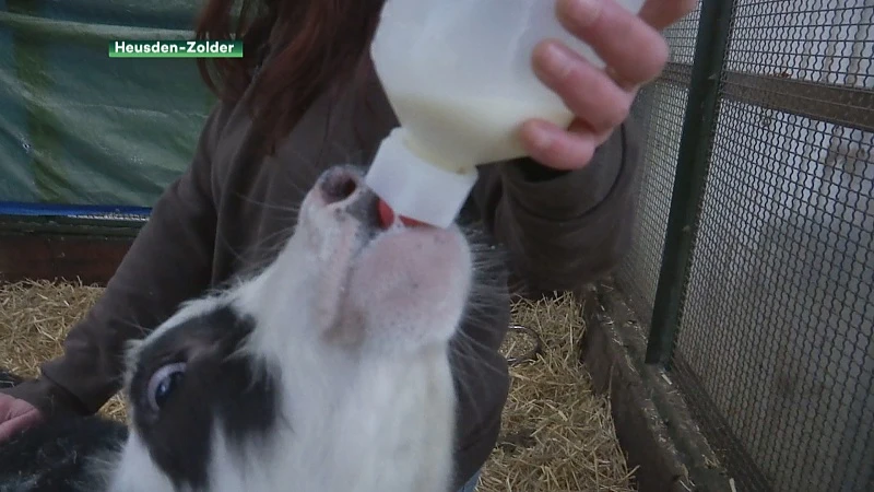 Dierenasiel zoekt jonge boer om acht verwaarloosde kalveren over te nemen