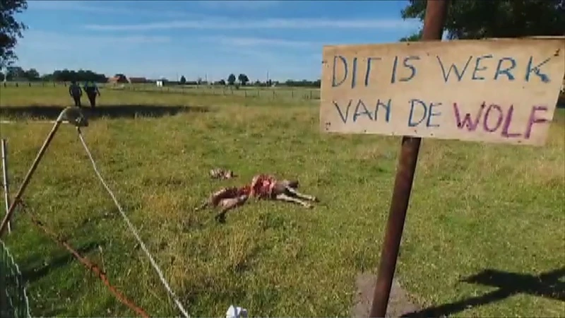 Burgemeester Ceyssens wil probleemwolven weg uit Limburg