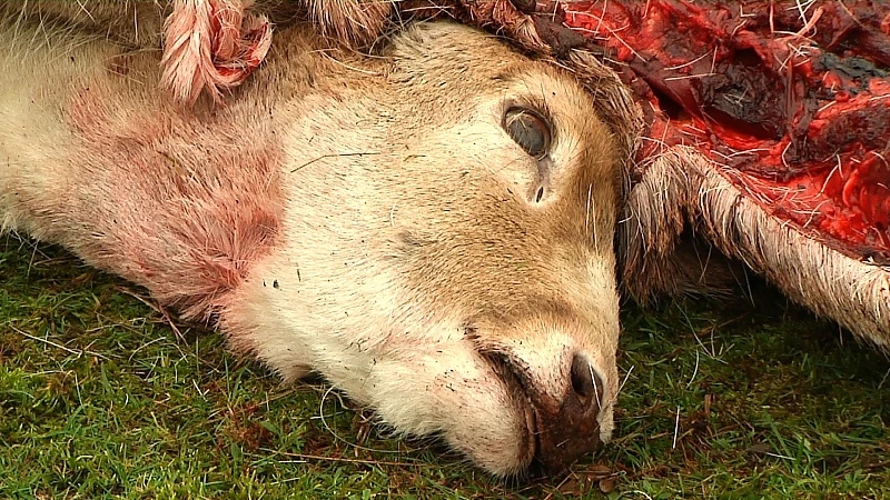 Wolf slaat opnieuw toe: damhert doodgebeten in Peer