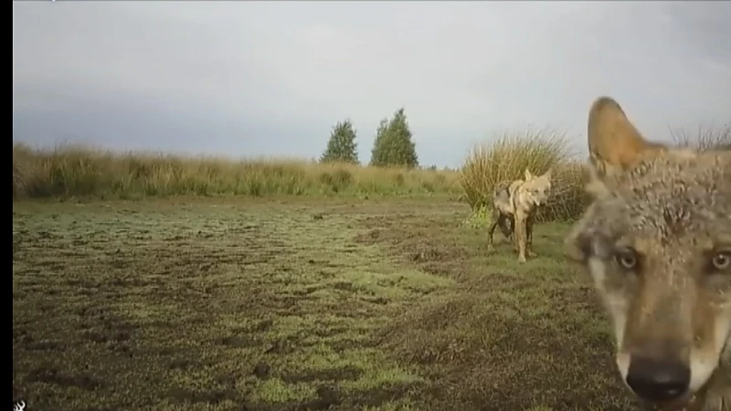 Noëlla en August kregen niet vier, maar vijf welpen, aangereden wolf nog in leven