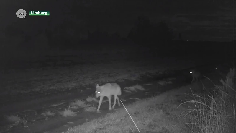 Noëlla en August kregen vijf welpen, aangereden wolf nog in leven