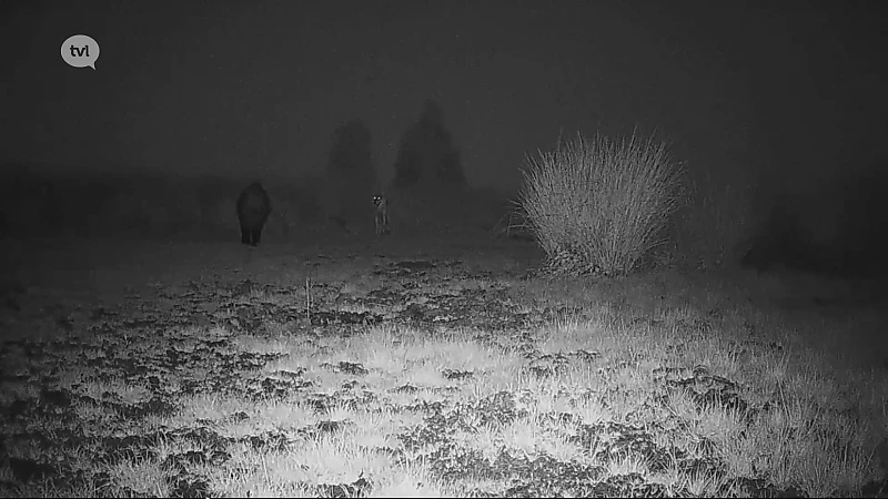 Wolf staat oog in oog met everzwijn, en druipt af