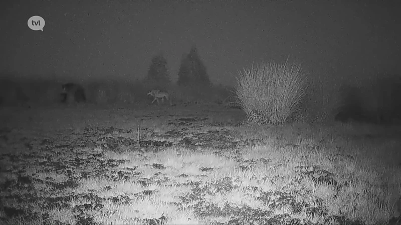 Wolf deinst terug voor everzwijn op vrijgegeven beelden
