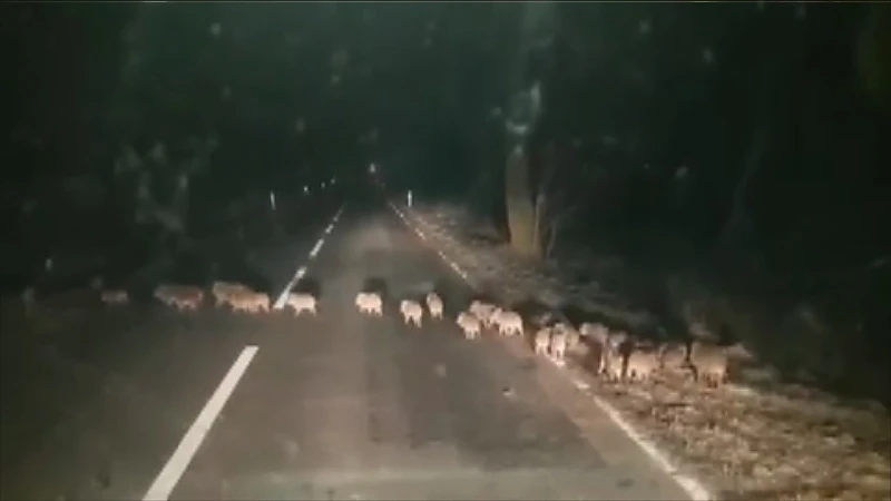 40 everzwijnen gespot op grens Maasmechelen en As
