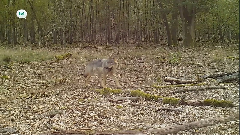 Het Jaar van de Wolf live op TV Limburg