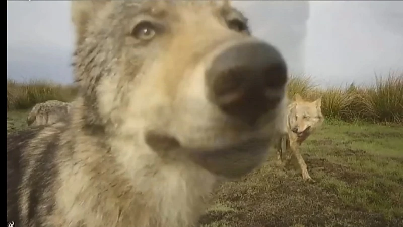 Het Jaar van de Wolf (trailer)