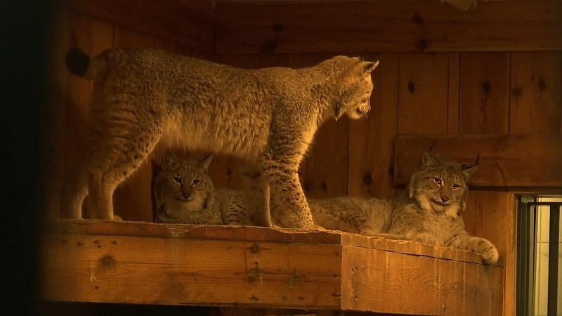 Natuurhulpcentrum haalt lynxen & kaaimannen op in Litouwen