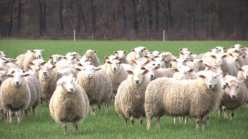 Limburgse schapenhouder staat regelmatig oog in oog met wolven: "Zijn niet tegen de wolf maar willen meer steun van overheid"