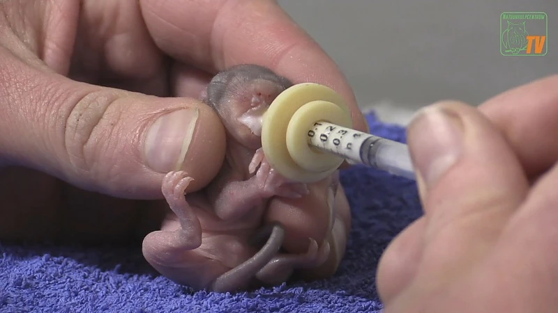 Natuurhulpcentrum vangt eerste baby-eekhoorns van het jaar op