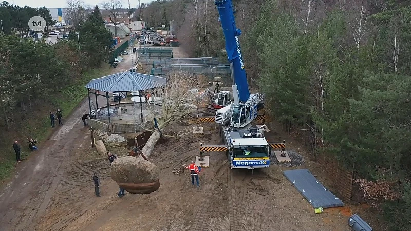 Twee reuzegrote bomen met bouwkraan geplant in Natuurhulpcentrum