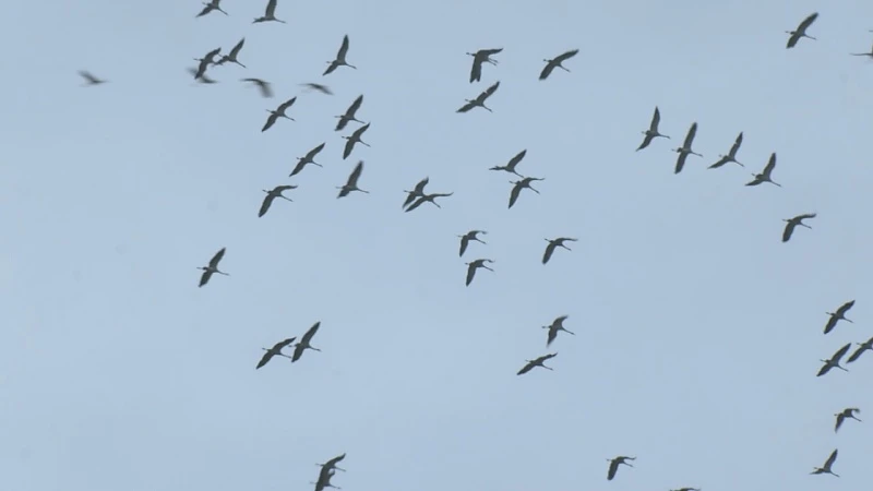 Duizenden kraanvogels trekken over Limburg