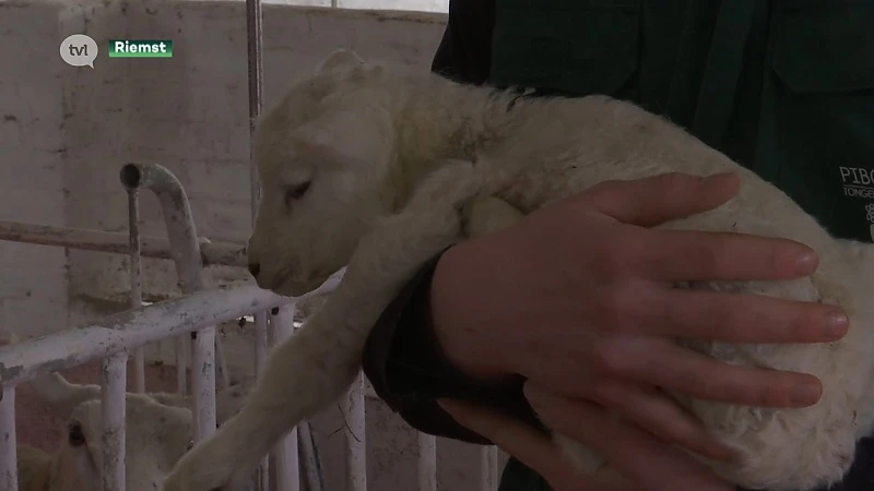 Zesling geboren bij schaaphouders in Riemst