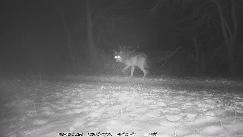 Limburgse wolven op stap in Nederland