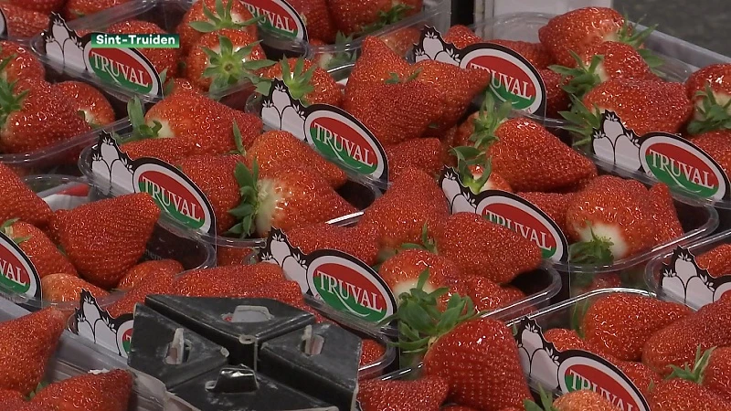 Eerste Limburgse aardbeien komen uit Hamont-Achel