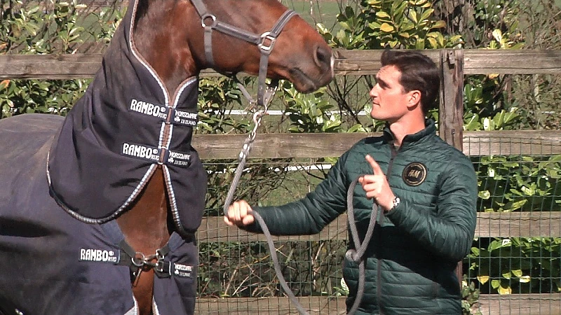 Corona- en rhinovirus houden paardensport in hun greep