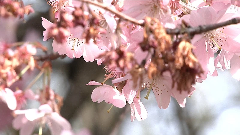 Japanse kerselaren staan in volle bloei op openingsdag Japanse tuin in Hasselt