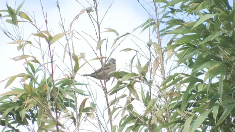 Vogelbescherming Vlaanderen telt twintigste keer huismussen