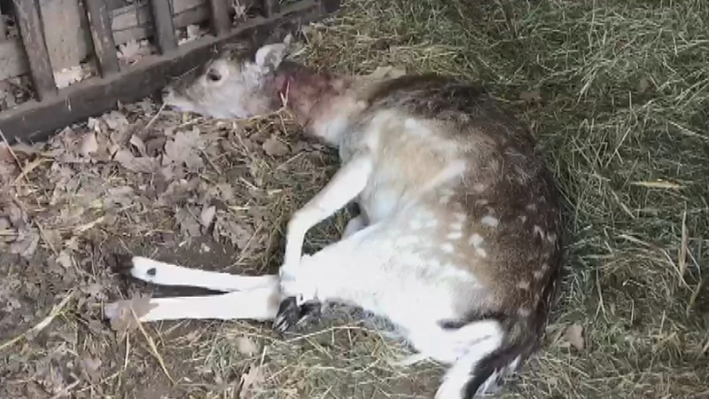 Wolf bijt ree dood in Houthalense woonwijk