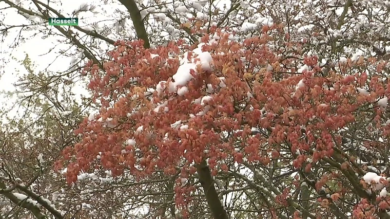 Japanse Tuin in de sneeuw