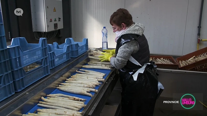 Hallo WOA: Het aspergeseizoen is begonnen!