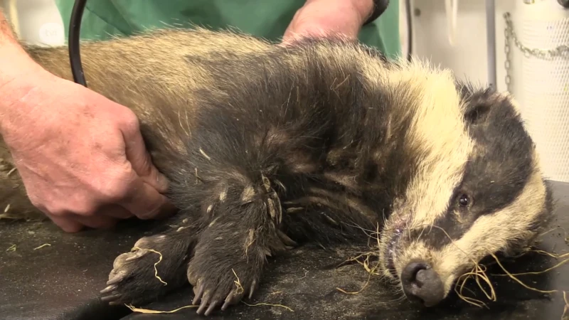 Jager knuppelt das neer in Alken: als hij in verdenking wordt gesteld, is hij ook zijn jachtvergunning kwijt
