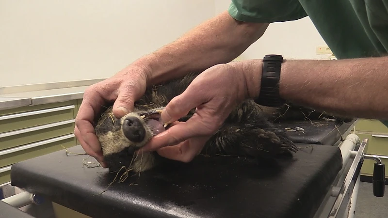 Jagersvereniging vraagt een onafhankelijk onderzoek naar dood van das
