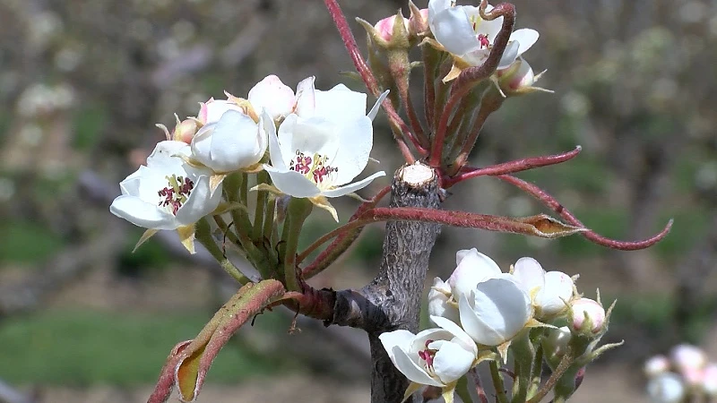 Geen bloesems zonder fruittelers