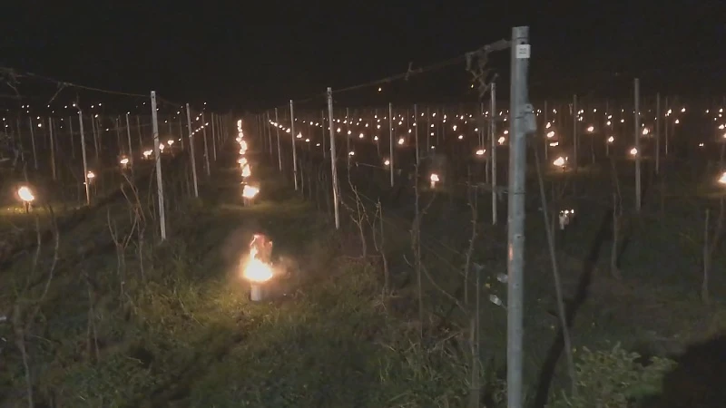 Bange nacht voor Limburgse fruittelers
